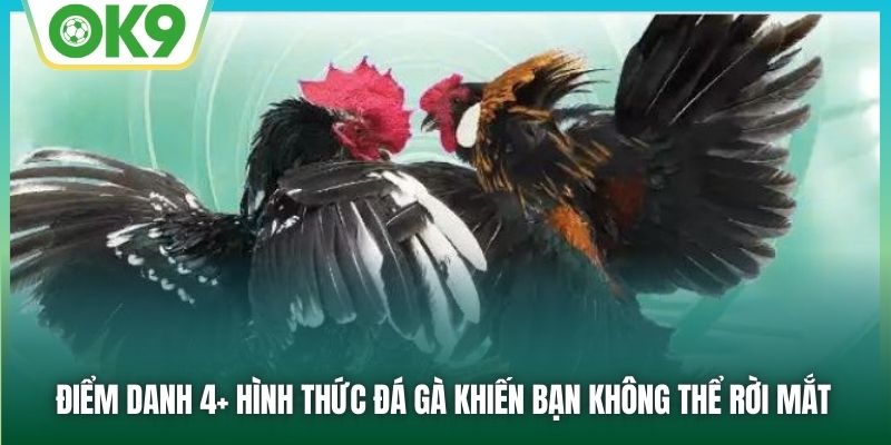 Điểm danh 4+ hình thức đá gà khiến bạn không thể rời mắt