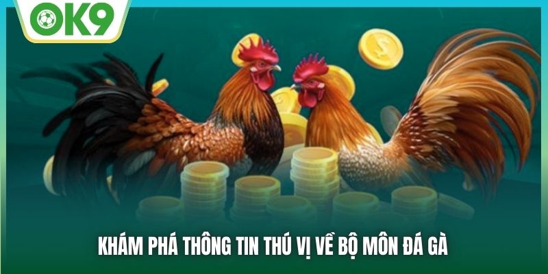 Khám phá thông tin thú vị về bộ môn đá gà